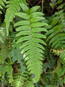 Image of palm fern