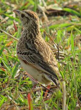 Image of Rufous-naped Lark