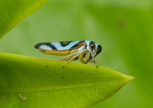 Imagem de Macugonalia moesta (Fabricius 1803)