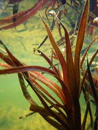 Image of water soldiers