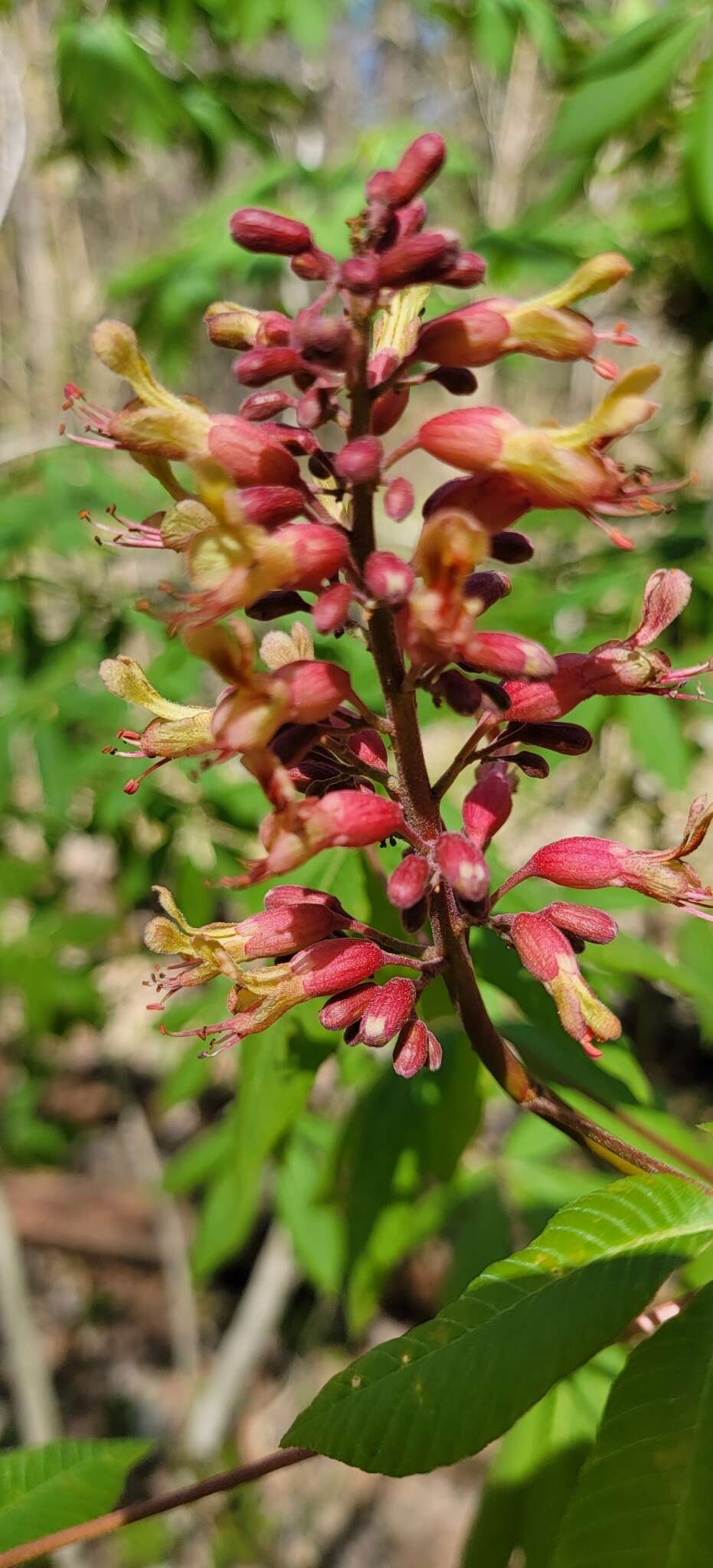 صورة Aesculus bushii C. K. Schneid.