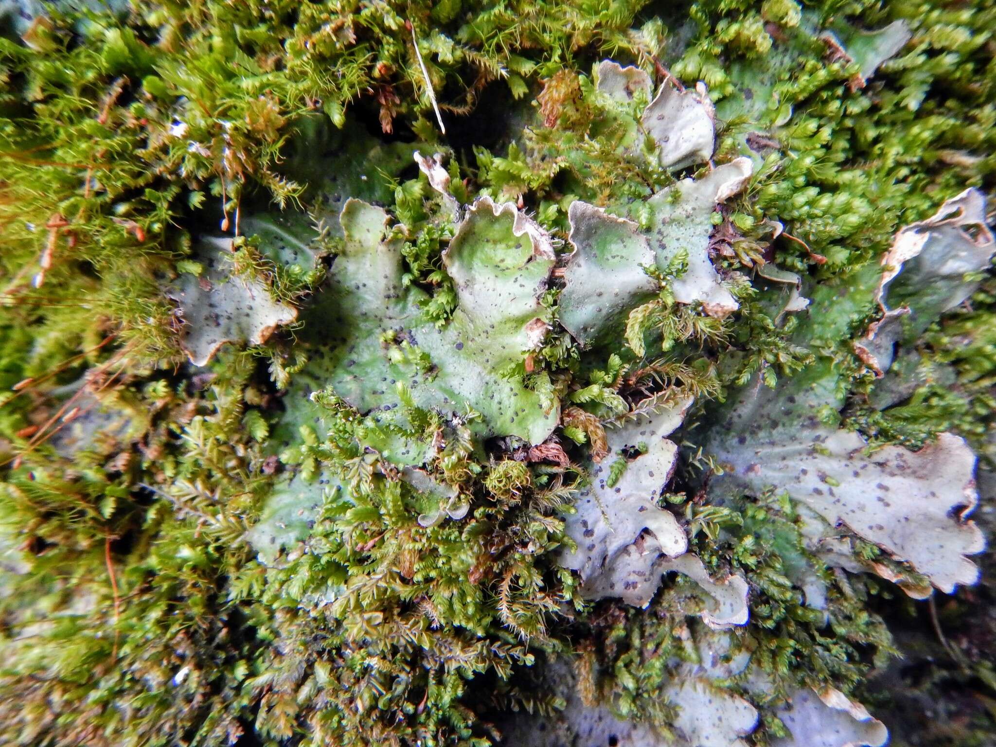 Image of felt lichen