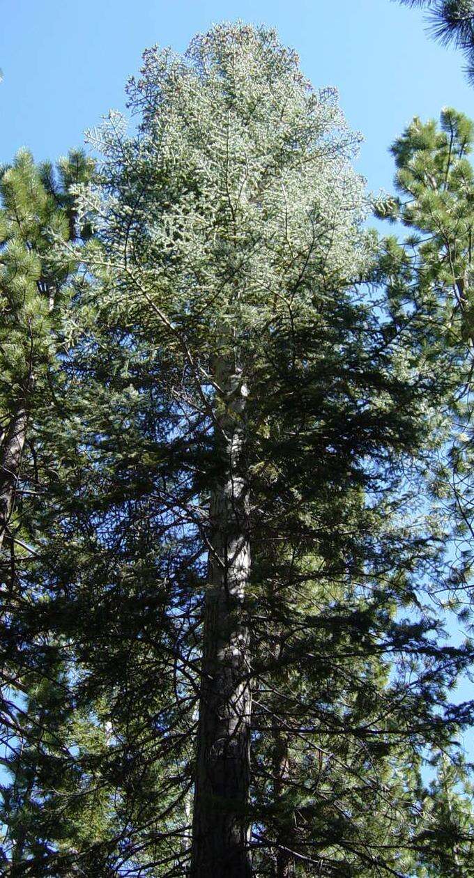 Image of white fir