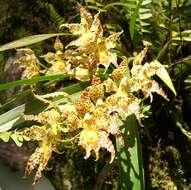 Image of Oncidium praestanoides M. W. Chase & N. H. Williams