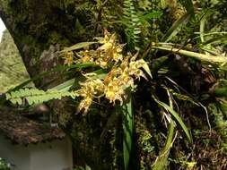 Image of Oncidium praestanoides M. W. Chase & N. H. Williams