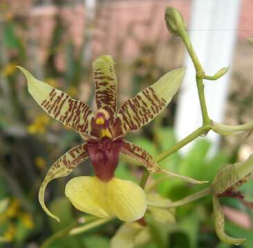 Слика од Oncidium hastilabium (Lindl.) Beer