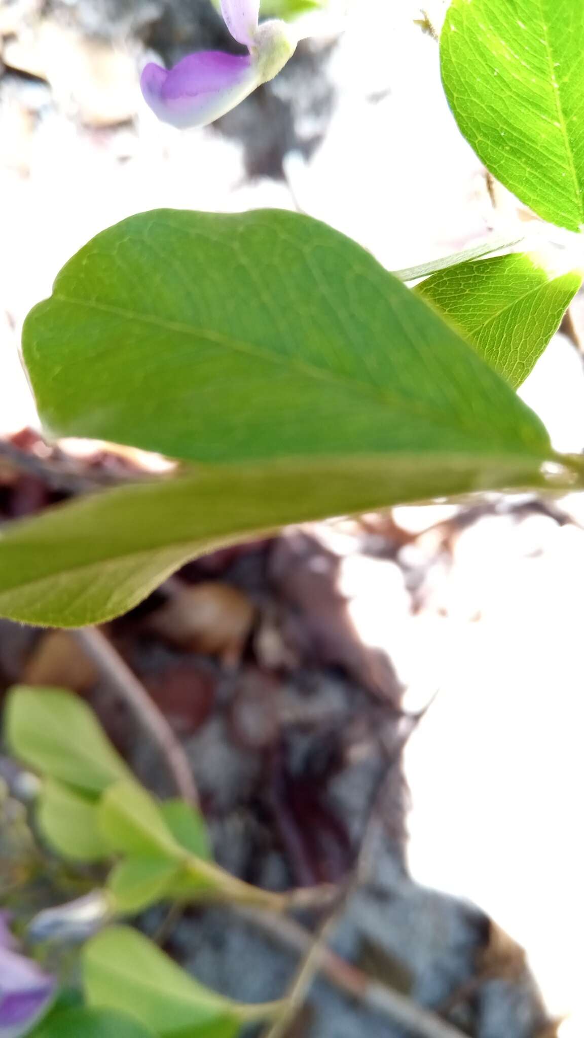 Image of Vaughania dionaeifolia S. Moore