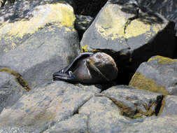 Image of Antipodean Fur Seal