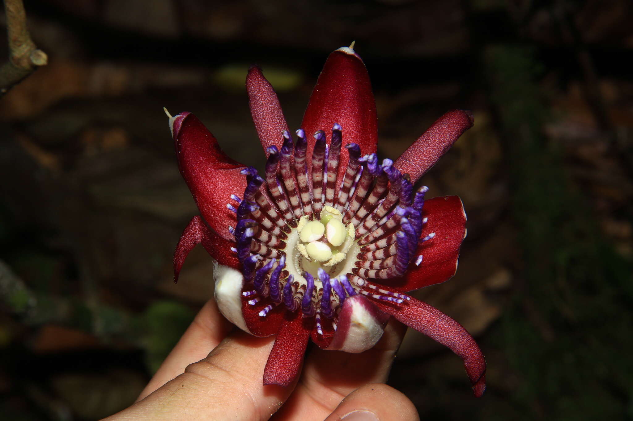 Passiflora ambigua Hemsl. ex Hook. fil. resmi