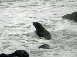 Image of Antipodean Fur Seal