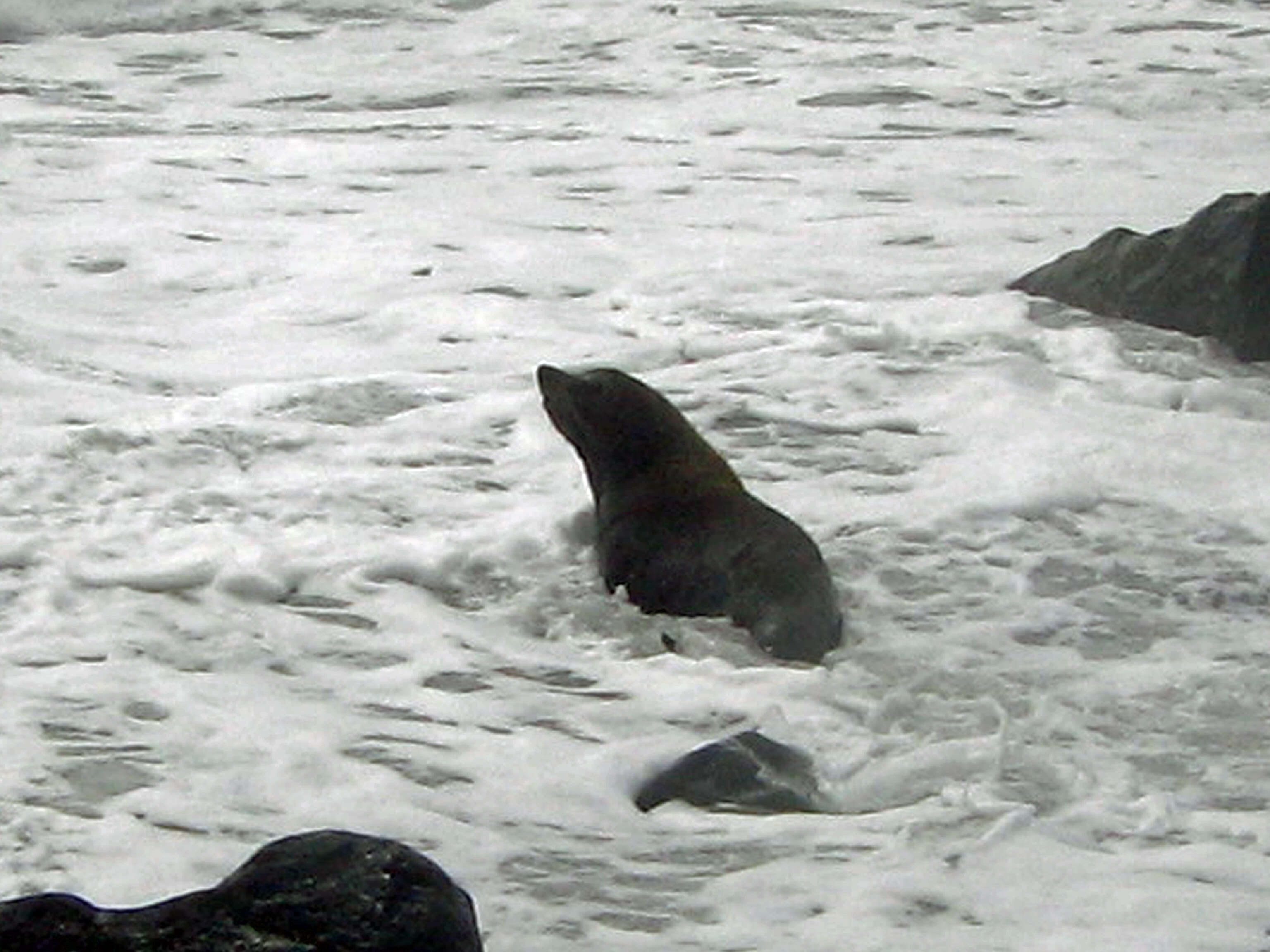 Image of Antipodean Fur Seal