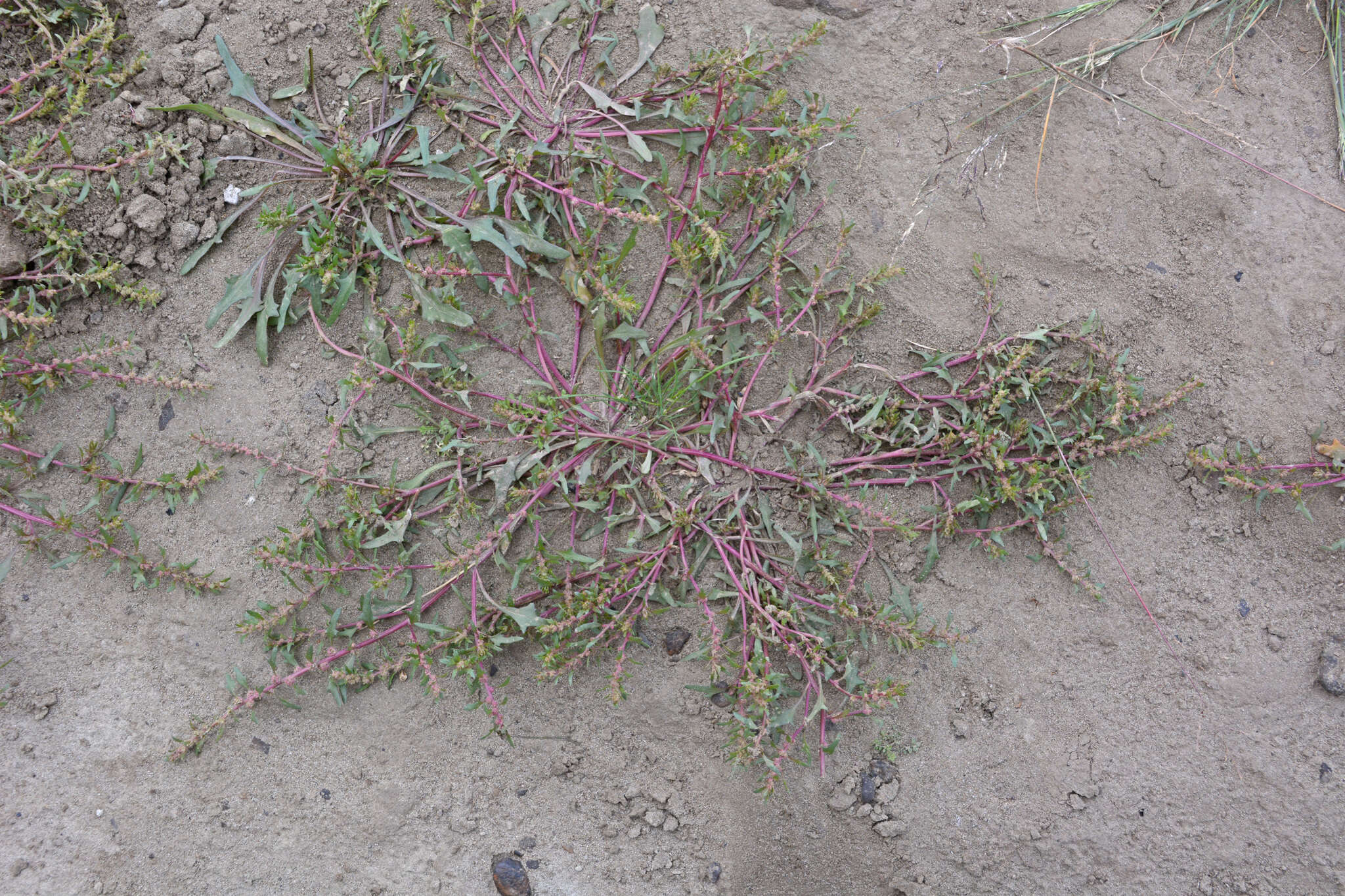 Слика од Blitum asiaticum (Fisch. & C. A. Mey.) S. Fuentes, Uotila & Borsch