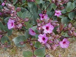 Image de Mirabilis multiflora (Torr.) Gray