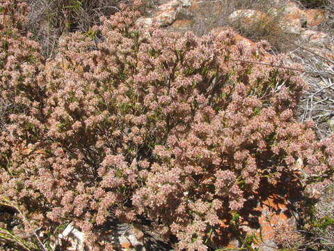 Image of Erica eriocephala Lam.