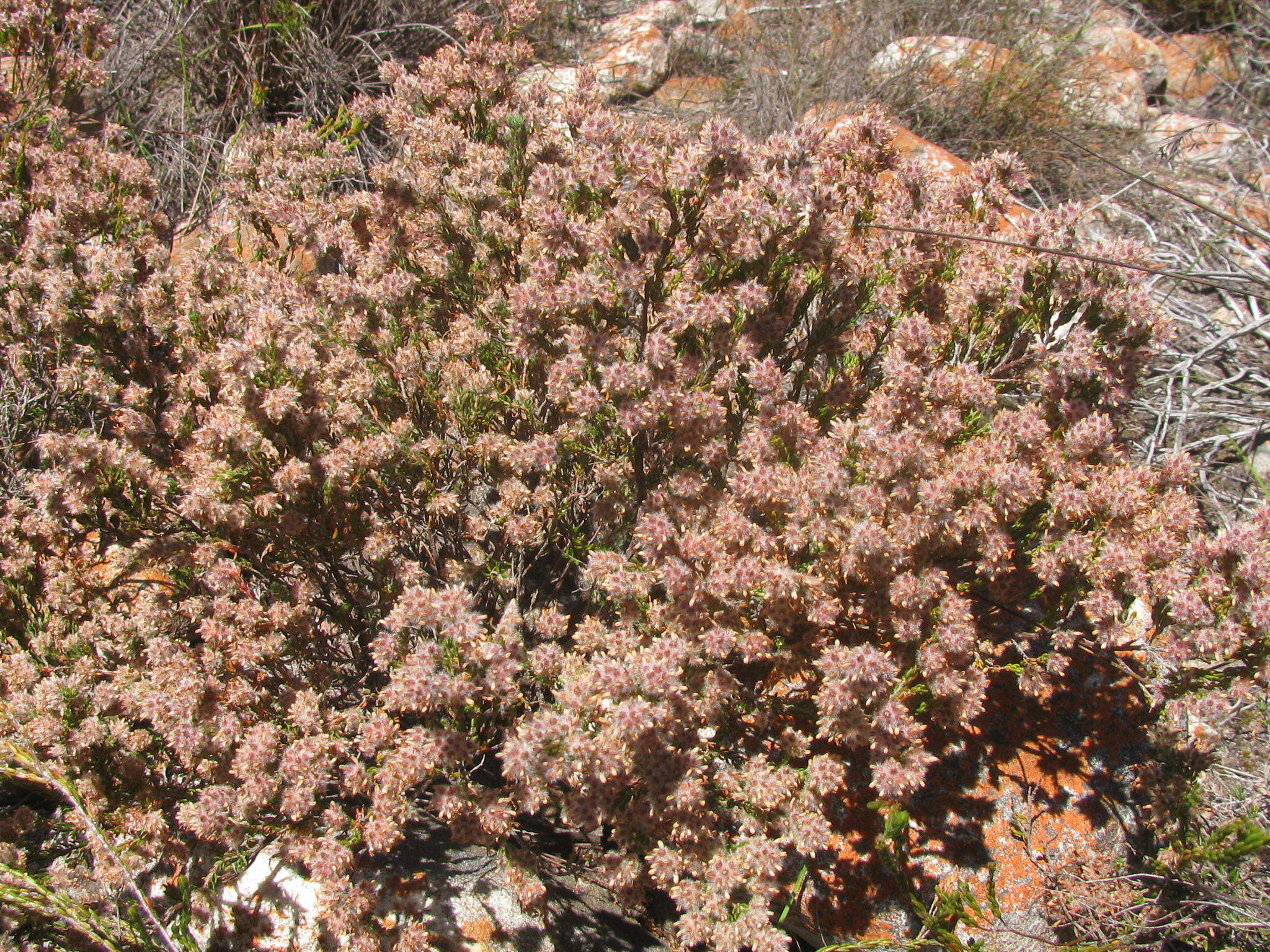 Plancia ëd Erica eriocephala Lam.