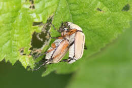 Image of Rose Chafer