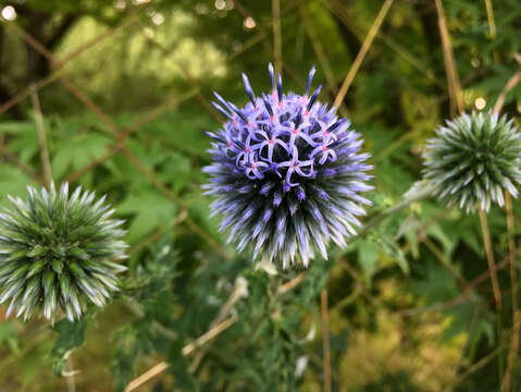 Image of Echinops bannaticus Rochel ex Schrad.