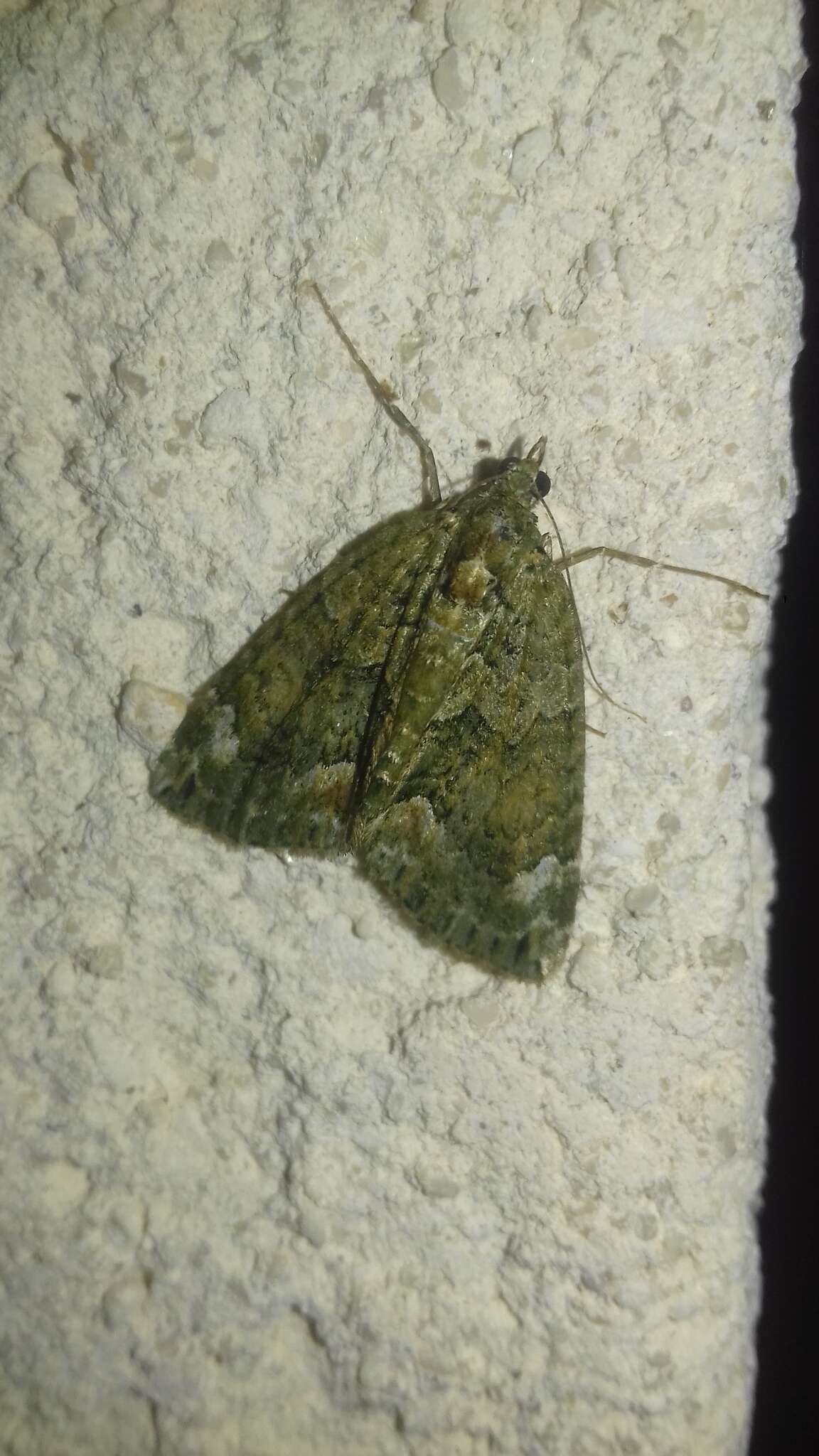 Image of red-green carpet