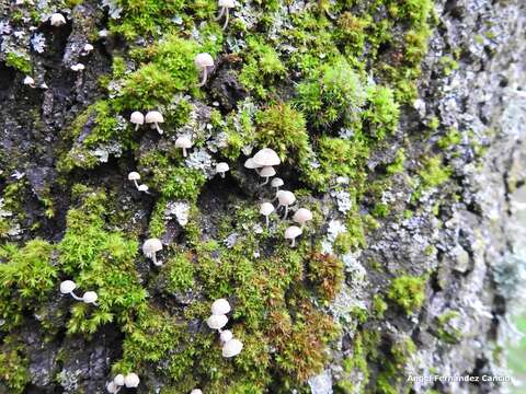 Image de Phloeomana alba (Bres.) Redhead 2016