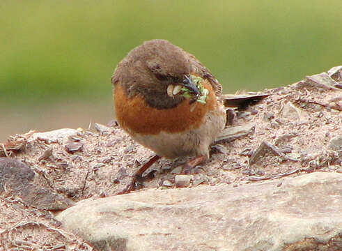 Imagem de Prunella rubeculoides (Moore & F 1854)