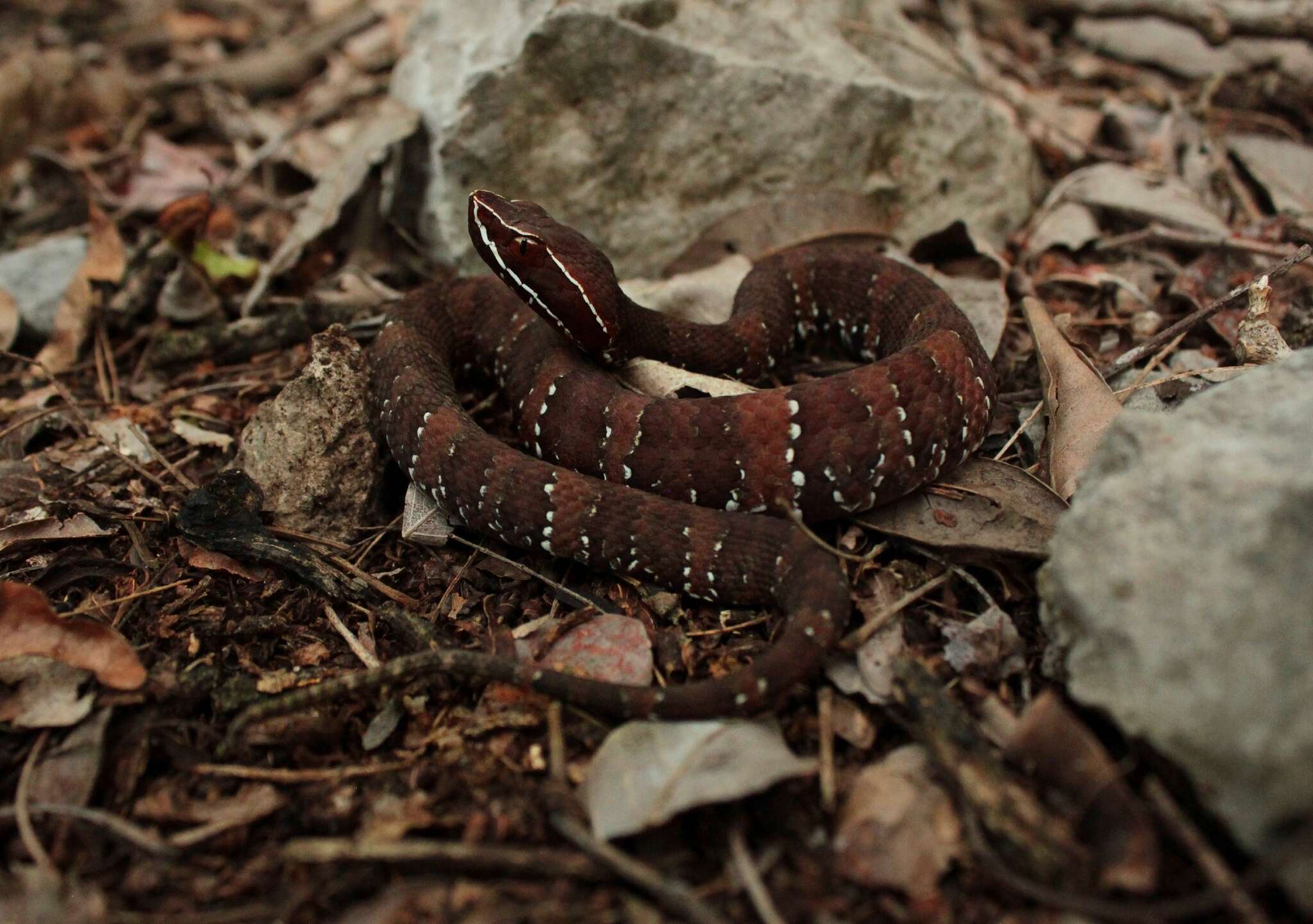 Image of Agkistrodon russeolus Gloyd 1972