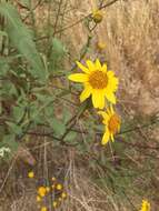 Image of slender sunflower