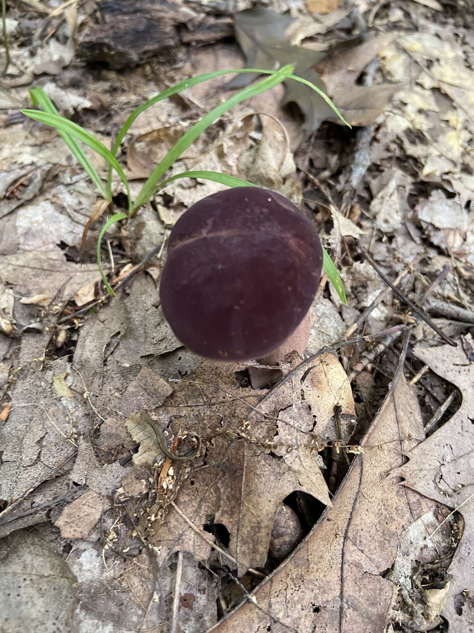 Imagem de Tylopilus badiceps (Peck) A. H. Sm. & Thiers 1971