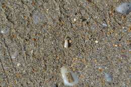 Image of milky pyramidsnail