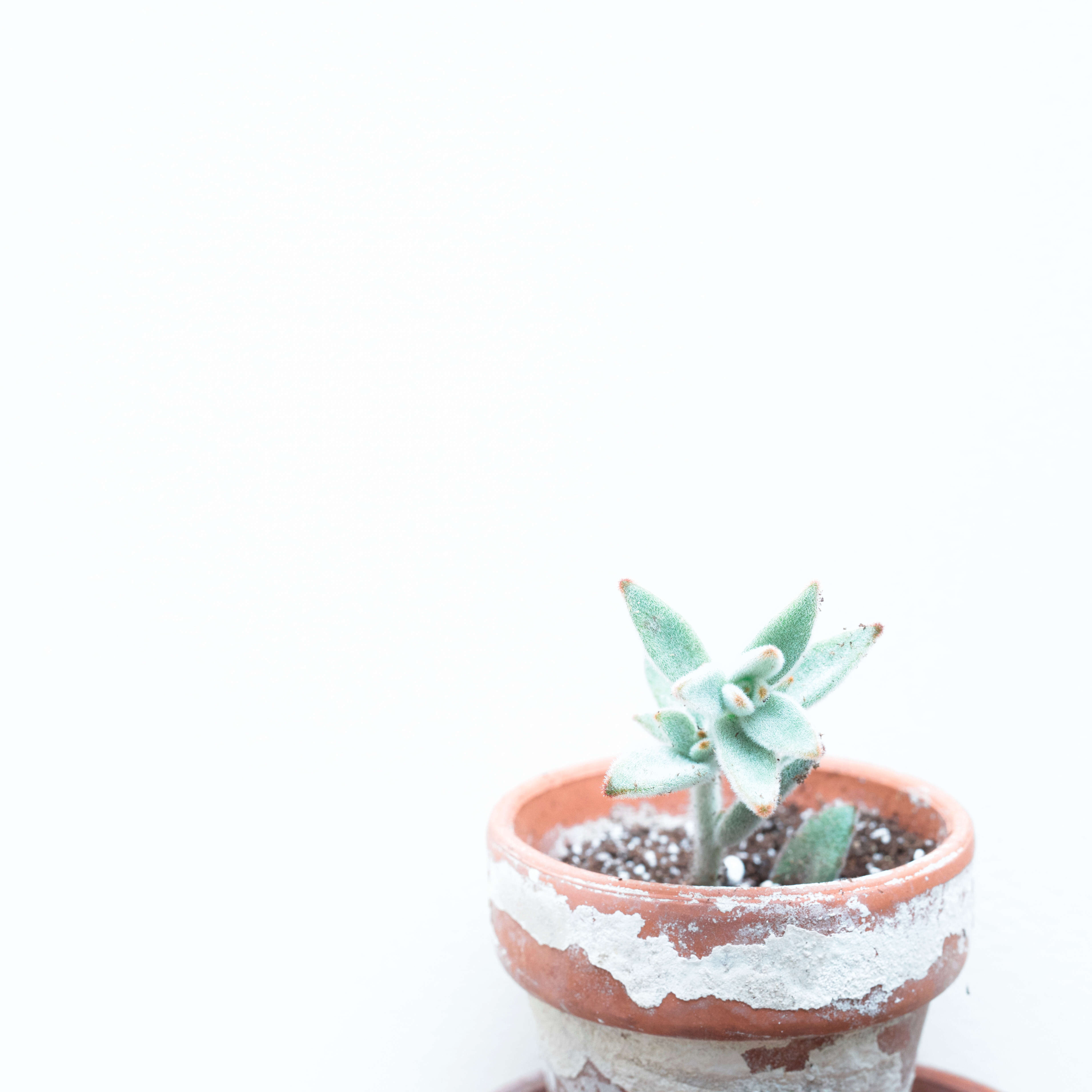 Image of Kalanchoe tomentosa Baker