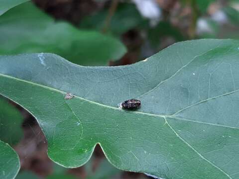 Image of Brachys ovatus (Weber 1801)