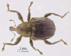 Image of Beetle