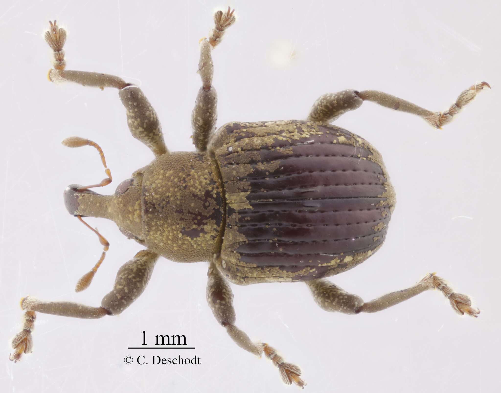 Image of Beetle