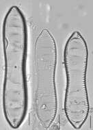 Image de Surirella librile Ehrenberg