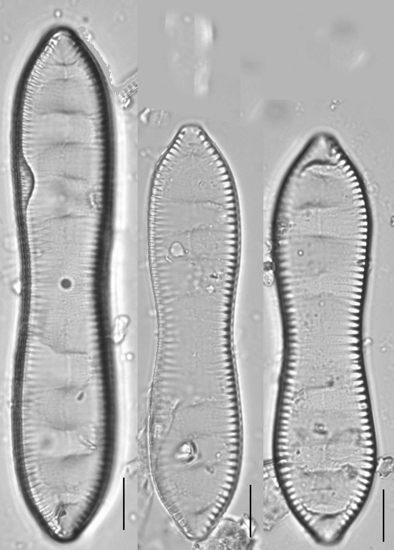 Image of Surirella librile Ehrenberg