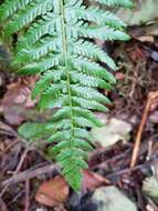 Image of Alaska hollyfern