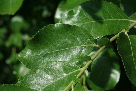 Image of Salix pyrolifolia Ledeb.