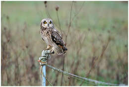 Image de Hibou des marais