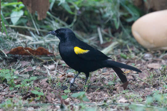 Image of Yellow-shouldered Blackbird