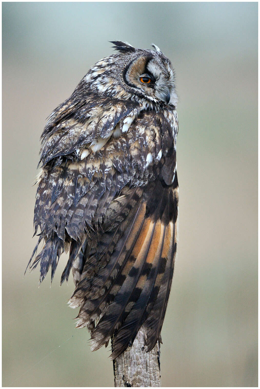 Image of Long-eared Owl