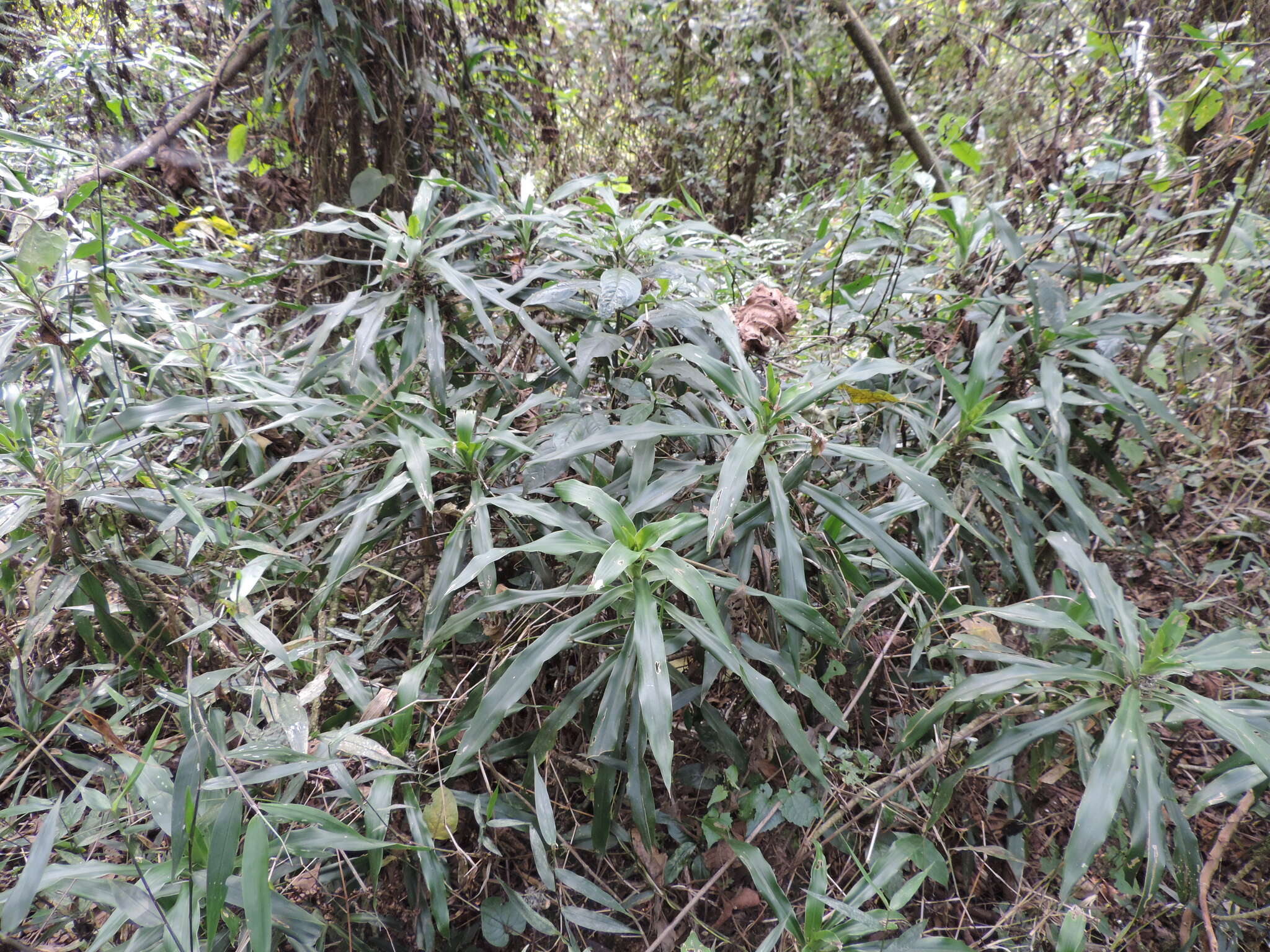 Image of Dracaena afromontana Mildbr.