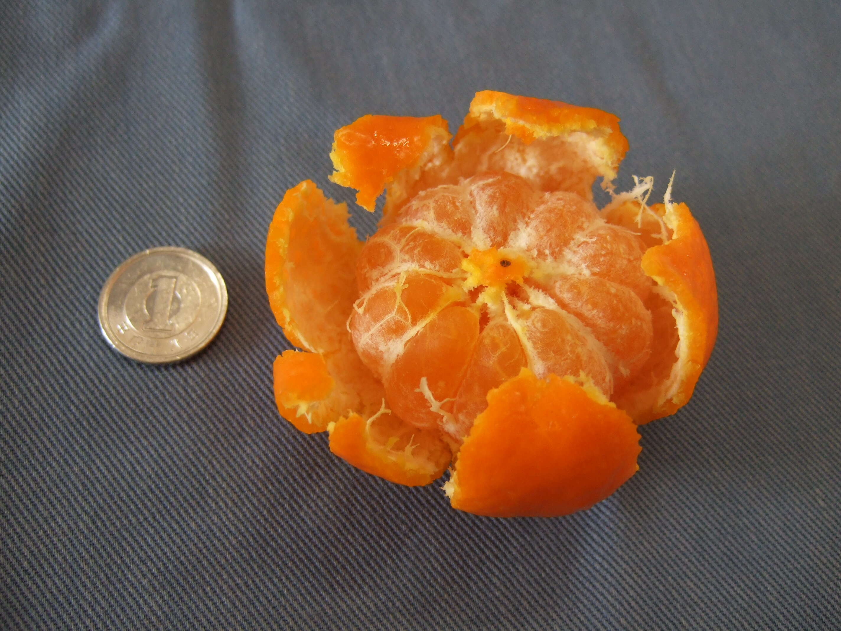 Image of Citrus unshiu