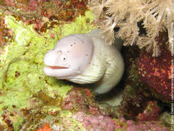 Image of Geometric moray