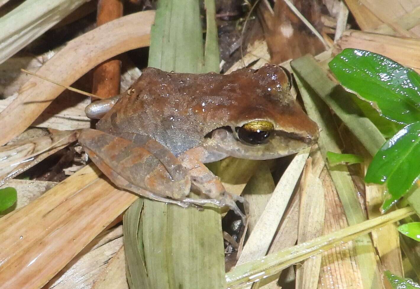 صورة Pristimantis charlottevillensis (Kaiser, Dwyer, Feichtinger & Schmid 1995)