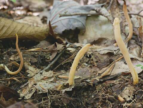 Image de Clavulinopsis appalachiensis (Coker) Corner 1950