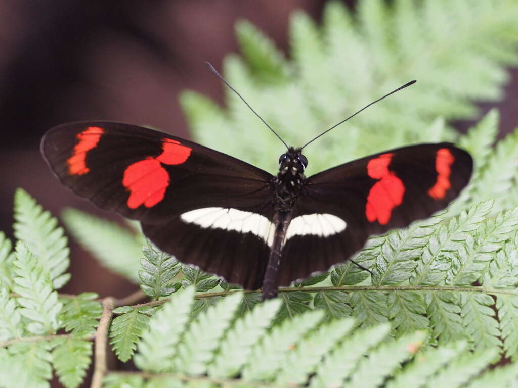 Image de Heliconius telesiphe Doubleday (1847)