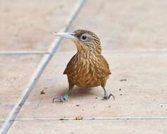 Image of Buff-throated Woodcreeper