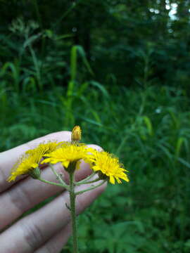 Image of Pilosella onegensis Norrl.