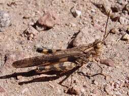 Image of Ridged Grasshopper