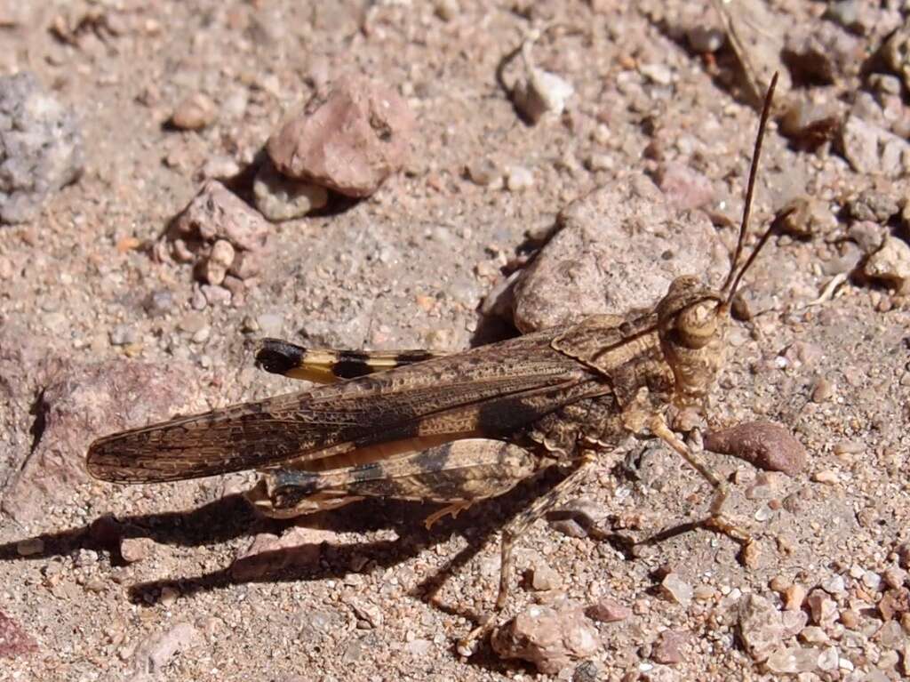 Image of Ridged Grasshopper