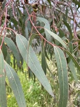 Image de Eucalyptus leucoxylon subsp. megalocarpa D. J. Boland